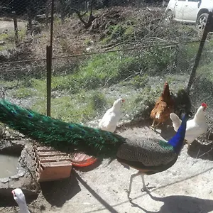Séjour à la ferme Ticci, Seùlo